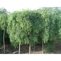 【精品推薦】供應3-10cm龍爪槐，1-3年的帽，5000棵。