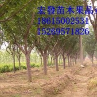 山東櫻花 日本晚櫻