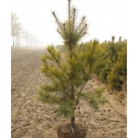 出售油松2.5---4米圃地定植