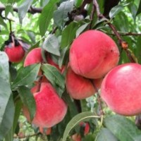 供應3-8公分果樹 山桃山杏蘋果樹柿子樹等山西果樹