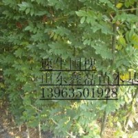 萬畝毛白楊１０７楊國槐苗法桐苗榆樹苗白蠟苗欒樹柳樹等