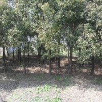 香樟樹,香樟苗,香樟