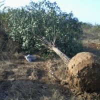 湖北全冠大葉女貞|骨架大葉女貞