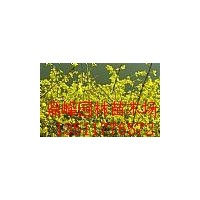 拋售:迎春,沭陽迎春,扶芳藤,沭陽扶芳藤,衛(wèi)矛