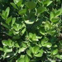 供應(yīng)山西優(yōu)質(zhì)白皮松 側(cè)柏 油松 刺槐 國(guó)槐