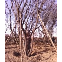 供應(yīng)茶條槭