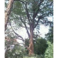 野生樟樹(shù) 枇杷樹(shù) 桂花樹(shù)