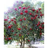 供應(yīng)福建野鴨椿