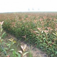 紅葉石楠、金森女貞、鋪地柏、金葉女貞、紅葉小檗、塔柏