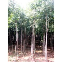 長(zhǎng)期低價(jià)銷(xiāo)售1-50公分杜仲