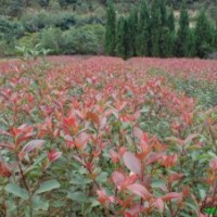 售紅葉石楠.黃楊,冬青.龍柏.塔柏.蜀檜.水臘.