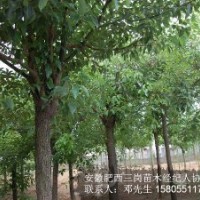 安徽肥西出售2-3-4-5-6公分全冠香樟，截桿香樟價(jià)格