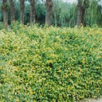 供應(yīng)頂級(jí)雙花棣棠