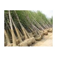 專(zhuān)供銀杏樹(shù)