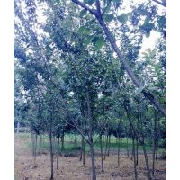 供應(yīng)7公分櫻花