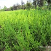 龍柏價(jià)格，江蘇龍柏價(jià)格，青島龍柏價(jià)格