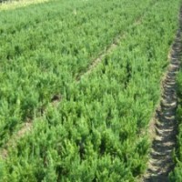 2013年大龍柏價(jià)格