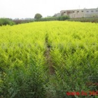 金葉榆4-6公分低價(jià)出售 榆葉梅 四季玫瑰 叢生金葉榆 金銀木