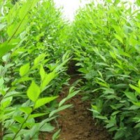 國(guó)槐、欒樹(shù)、合歡、青桐、白臘、大葉女貞、垂柳