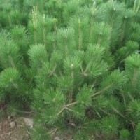 黑松小苗、黑松苗，