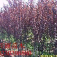 銷售綠化苗 紫葉李 西府海棠 紅葉梅