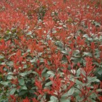 售紅葉石楠.黃楊,冬青.龍柏.塔柏.蜀檜