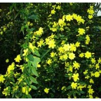 供應廊坊迎春花