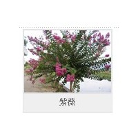 供應(yīng)頂級紫荊 紫薇 猬實 紅寶石