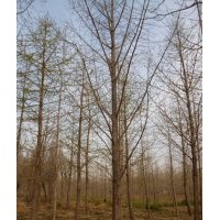 供應10-40公分銀杏樹