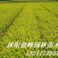 供應(yīng):金葉女貞,蜀檜,紅葉小糪,龍柏,紅王子錦帶