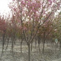 山東速生國(guó)槐基地 山東紫葉李 櫻花 速生柳