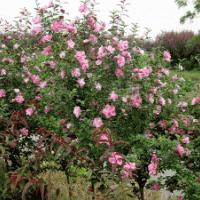 送貨上門木槿.金邊黃楊.繡線菊.金絲桃.金絲梅.火棘