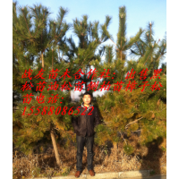 1米側(cè)柏30冠幅1.5米側(cè)柏40冠幅