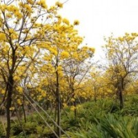 5-12cm黃花風(fēng)鈴木