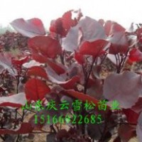 種植彩紅楊經(jīng)驗(yàn)山東慶云彩紅楊種植基地