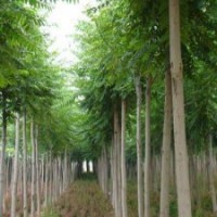 千頭椿，臭椿，千頭椿圖片，千頭椿基地