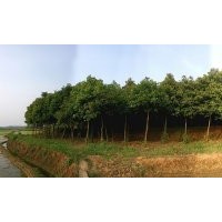 低價處理一批6 7 8公分香樟