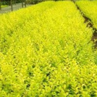 金葉女貞價(jià)格趨勢(shì)