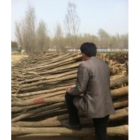 供應(yīng)國槐，白蠟等綠化苗木