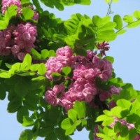 香花槐，金銀花香花槐苗