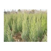 北京檜柏、望都檜、側(cè)柏、沙地柏、龍柏、早園竹