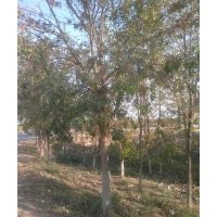 供應(yīng)17公分白蠟，18公分白蠟，30公分白蠟