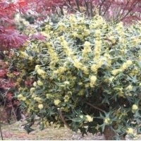 海棠 紅葉羽毛楓,花木場,櫻花小苗價格