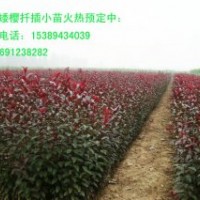 供應(yīng)叢生紫葉矮櫻、營(yíng)養(yǎng)缽紫葉矮櫻、容器紫葉矮櫻