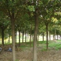 供應(yīng)胸徑7--30CM的香樟，低價出售