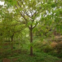 供應(yīng)黃葛樹(shù)、小葉榕、藍(lán)花楹等