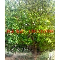 八棱海棠樹(shù),八棱海棠