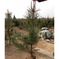 出售油松二年生樹苗（裸根苗）