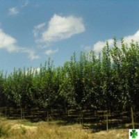 供應(yīng):叢生紫荊,西湖海棠,檜柏,木槿,蜀檜,龍柏