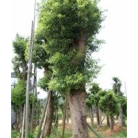 最新的移栽香樟價(jià)格，香樟資訊，香樟供求信息